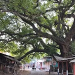 রাজশাহীর তেঁতুলতলা বাজারের নাম যে বিশাল গাছটিতে