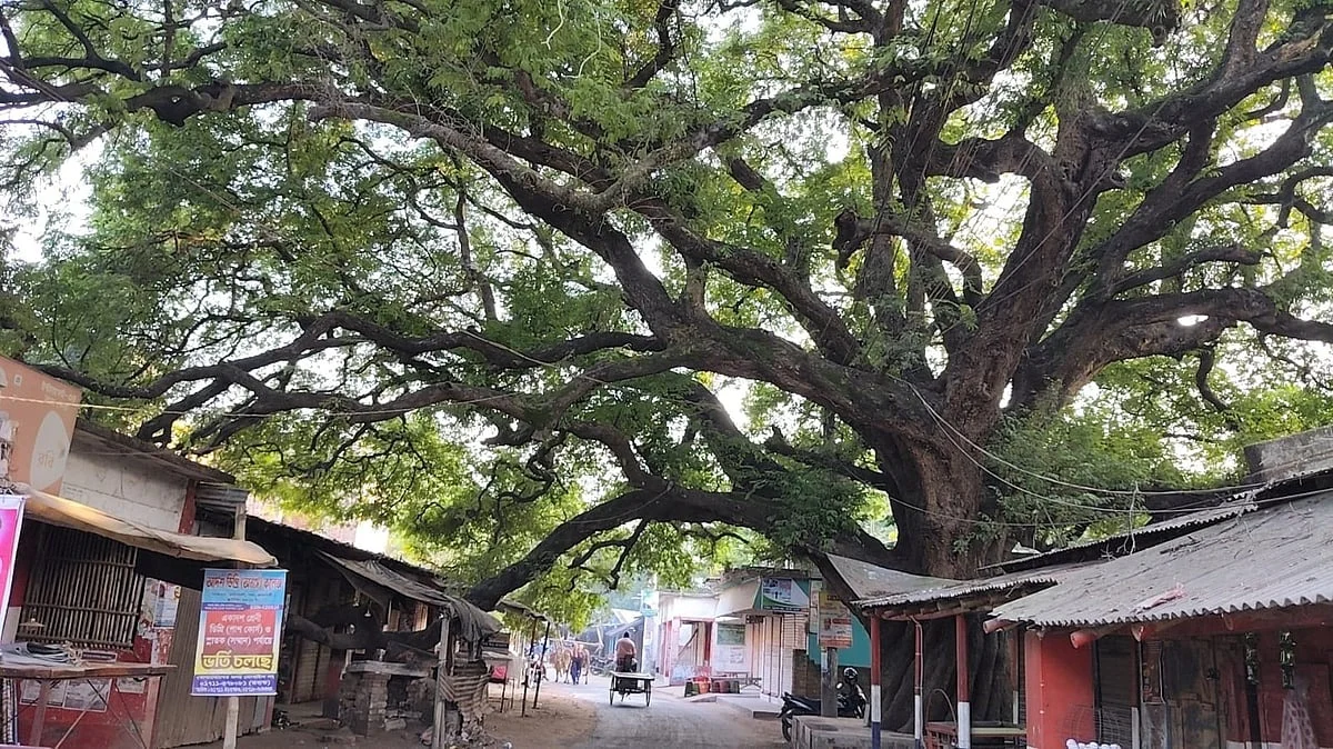 রাজশাহীর তেঁতুলতলা বাজারের নাম যে বিশাল গাছটিতে
